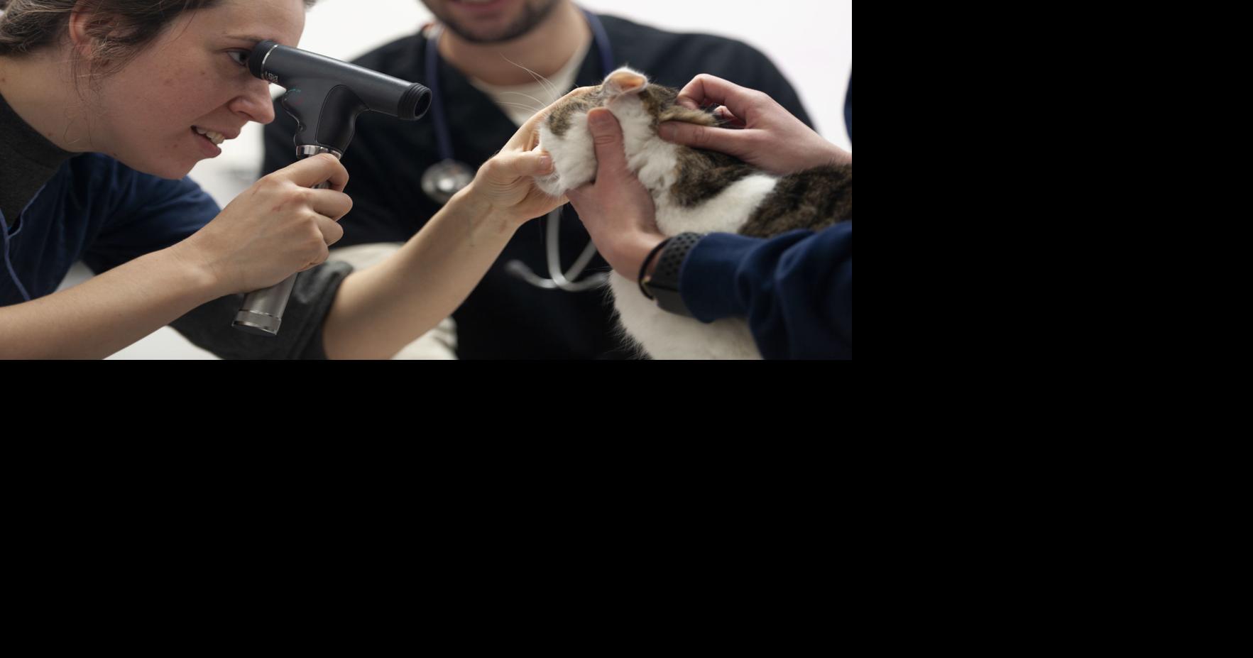 UI vet school gives pet care help at Coles animal shelter