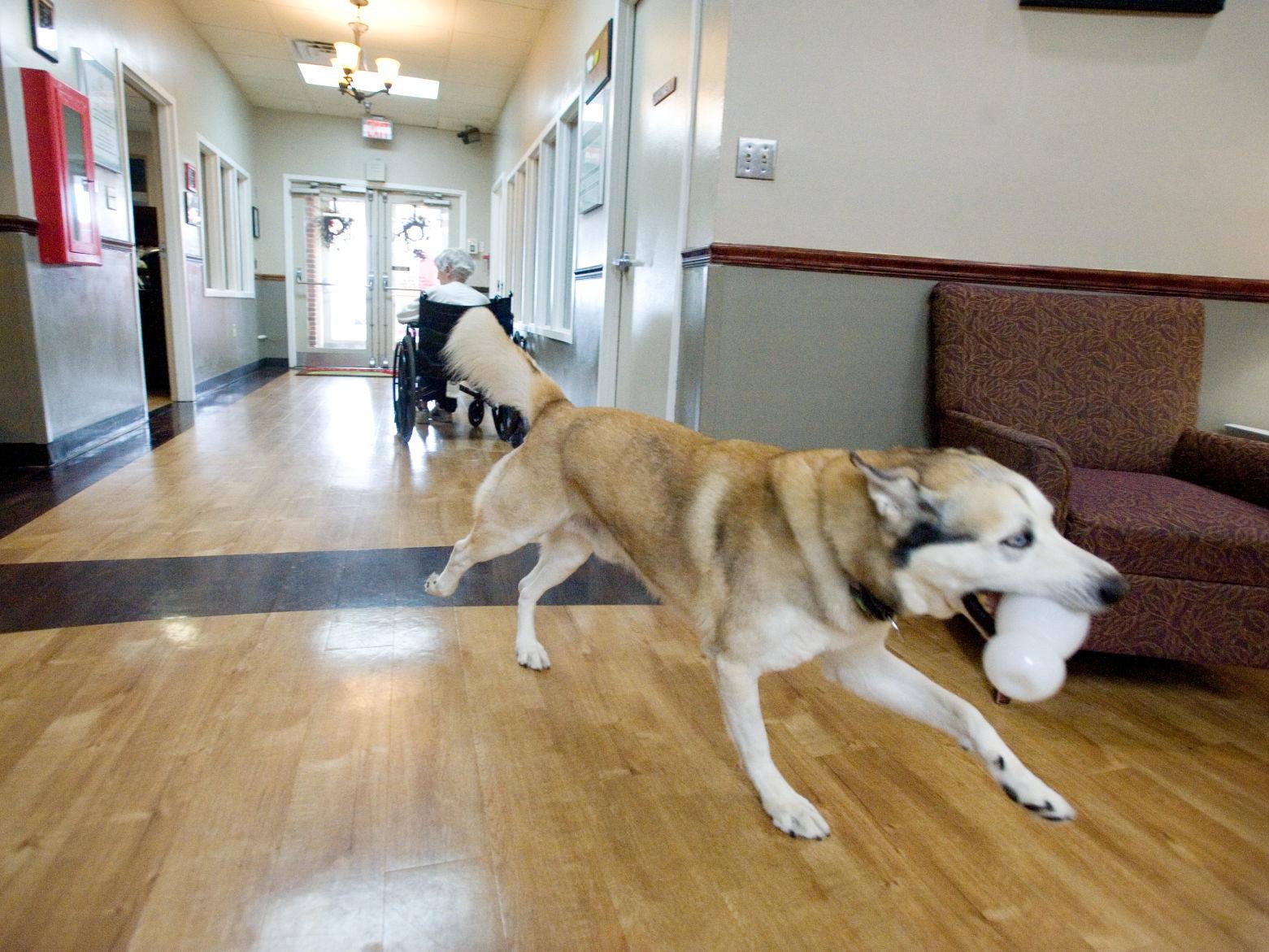 Mattoon Rehab Residents Have 2 Canine Companions Local Jg Tc Com