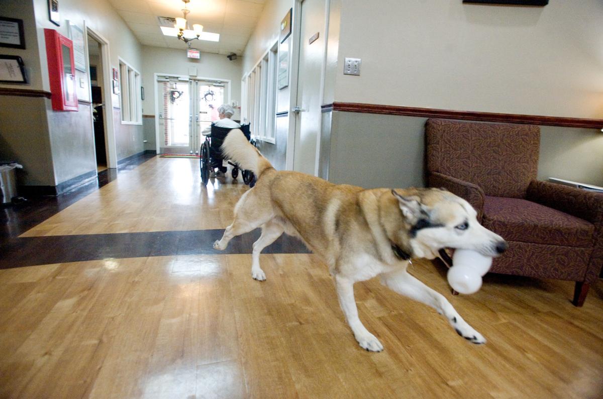 Mattoon Rehab Residents Have 2 Canine Companions Local Jg Tc Com