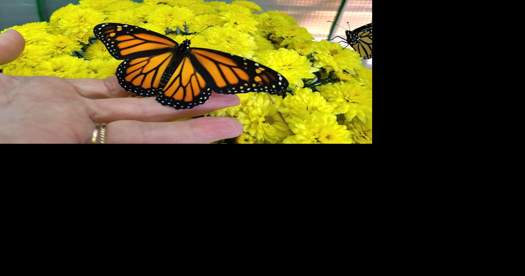 Monarch Madness to celebrate pollinators at Rock Springs