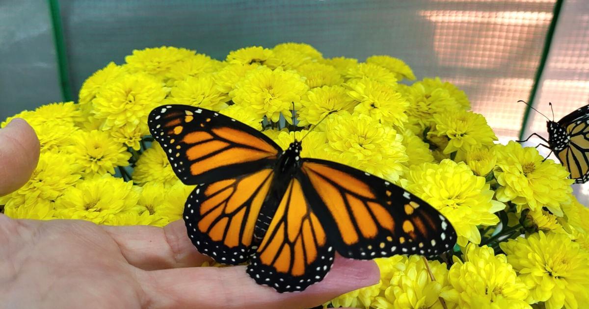 Pollinators Vip Monarch Madness to celebrate pollinators at Rock Springs