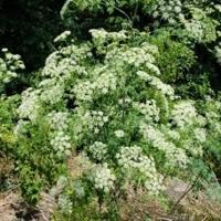 How to spot and control poison hemlock | Home & Garden How to spot and control poison hemlock | Home & Garden