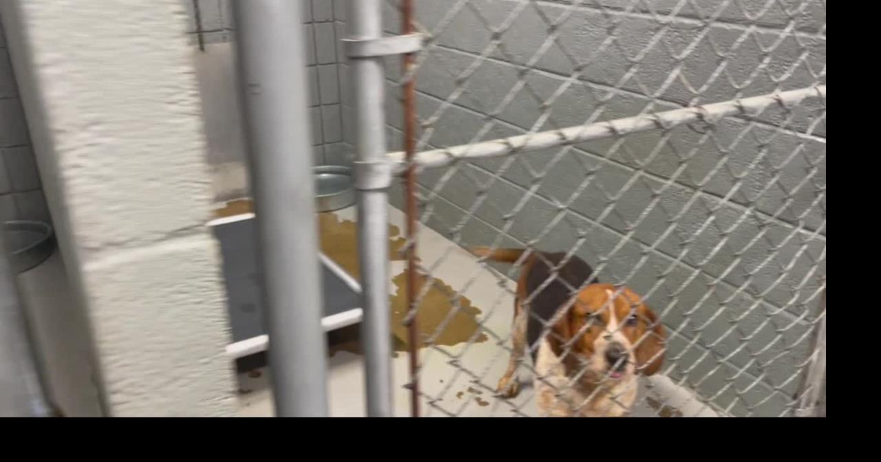 Coles County Animal Shelter needs community help