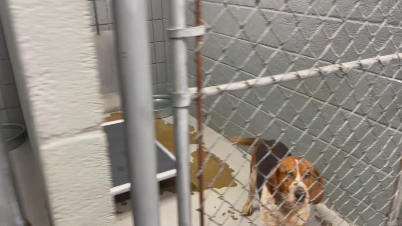 Coles County Animal Shelter needs community help