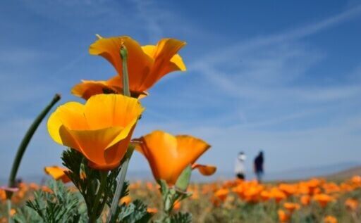 Amy hopes that in the years and decades to come Altadena will once again be covered in the delicate flowers every year
