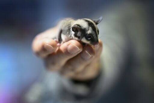 A visitor holds a sugar glider at the pet fair