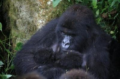 Twin baby mountain gorillas, held by their mother, were recently born in Virunga National Park