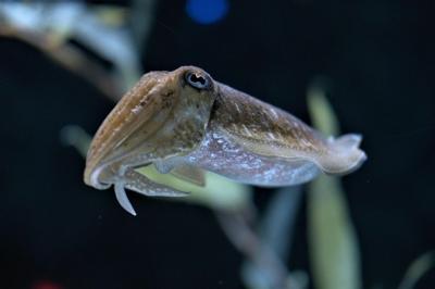 cuttlefish-6172510_1280.jpg