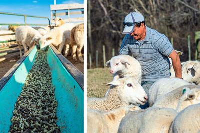 Freedom Run Farm shepherd