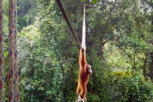 The International Union for Conservation of Nature classifies Sumatran orangutans, endemic to the island of Sumatra, as critically endangered