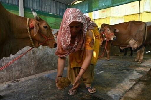 A villager collects cow dung from her stable near Uttar Pradesh's Bulandshahr district. India is promoting biogas as a low-cost rural energy source