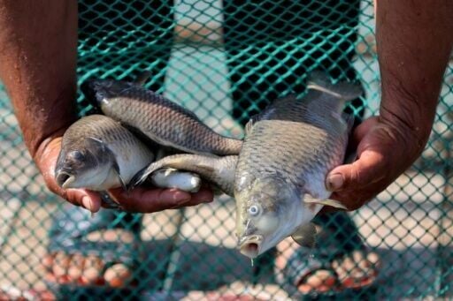 A man holds dead fish from a tank at his farm in southern Iraq