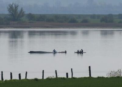 Rescuers try to help a stranded humpback whale off the Baltic Sea coast near the island of Poel, near Wismar, northern Germany, on April 16, 2026