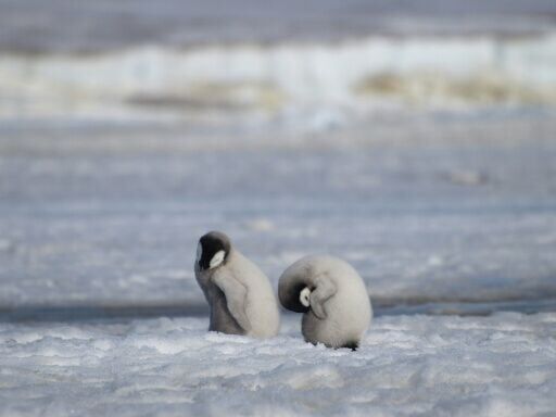 Emperor penguins have become symbolic of the quest to survive in Antarctica's harsh climes
