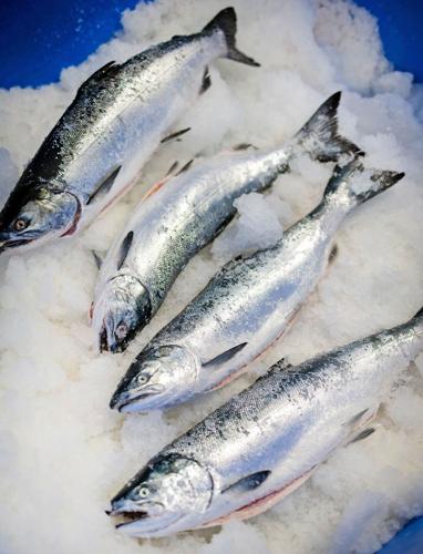 SPC frozen coho