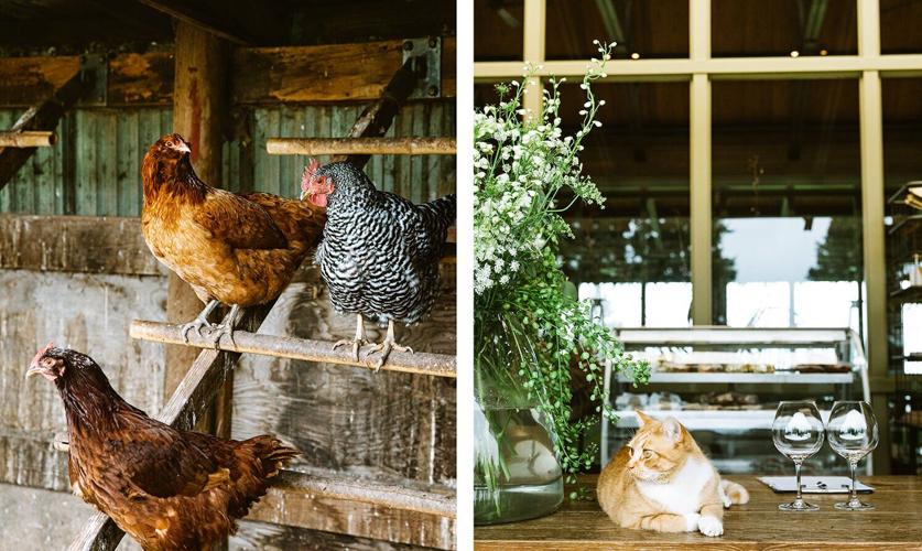 Soter animals