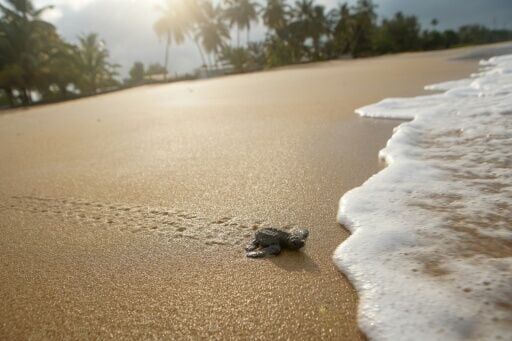 Turtle nests are threatened by coastal erosion due to encroaching sea levels, or myriad predators such as crabs and birds