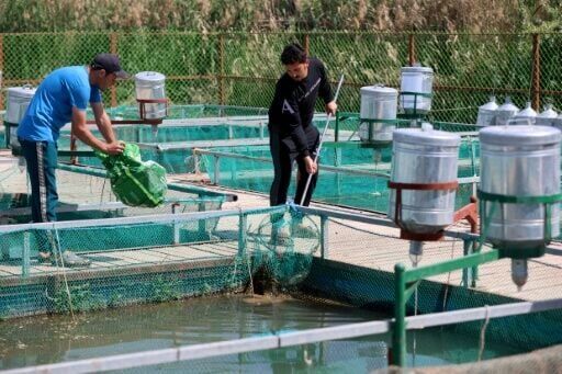 Fish farmers clean tanks of dead fish in southern Iraq