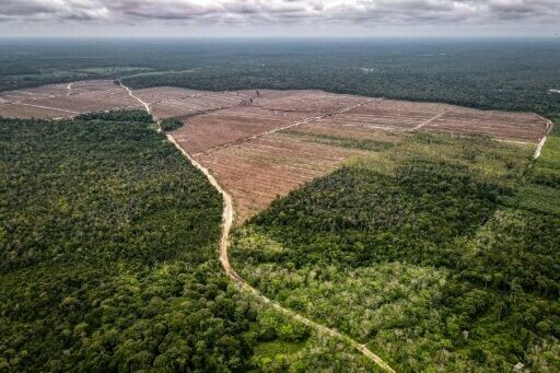 Government policies also helped to limit forest loss in Indonesia, where it increased by 14 percent but was well below the highs seen a decade ago
