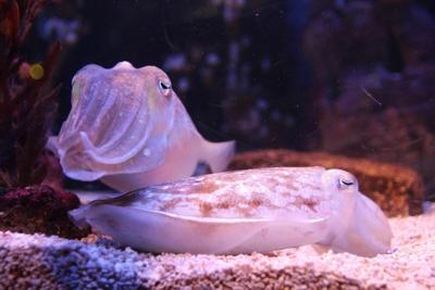 cuttlefish-800340_1280.jpg