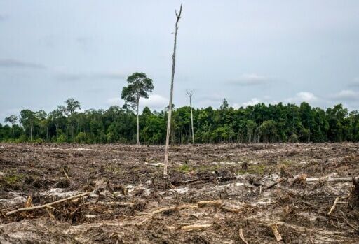Razed: jungle cleared for fast-growing industrial forest in Indonesia's Central Kalimantan Province