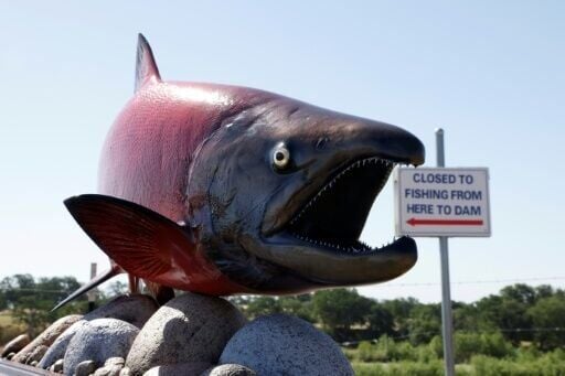 A statue of a chinook salmon at the Daguerre Point Dam in California