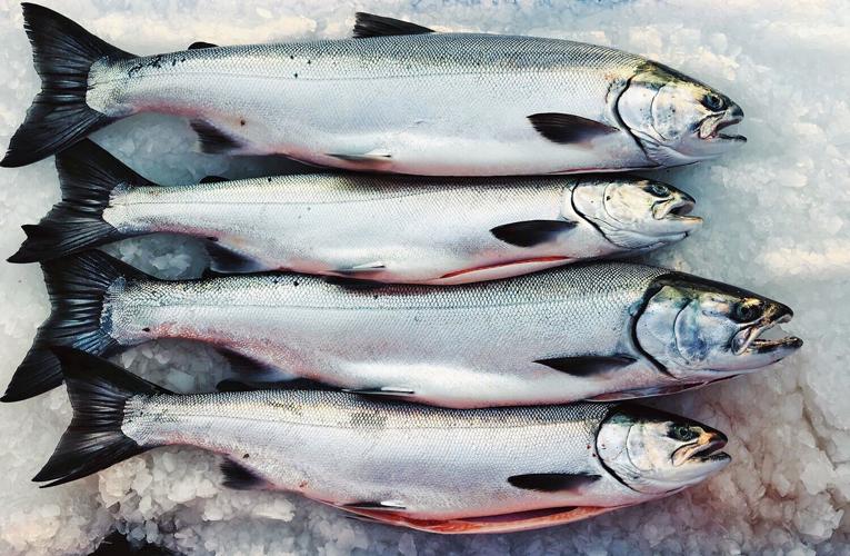 Coho salmon