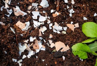 Eggshells in garden