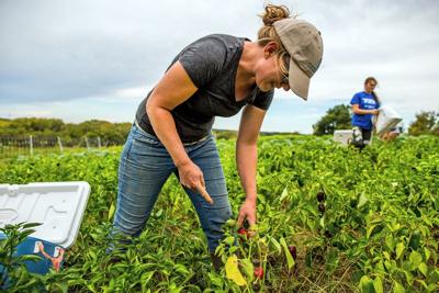 Q&A with one state’s single largest CSA grower