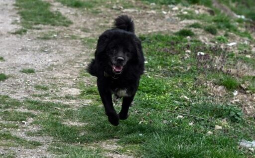 As rural populations decline across the region, the pastoral life that sustained the Karaman breed is fading