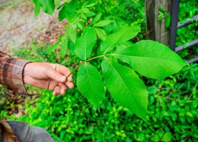 How Earth’s ingredients foster foraged beer’s unique flavors