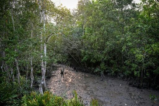 A swamp forest inside the Sundarbans at Dacope in Bangladesh's Khulna district on March 30, 2026