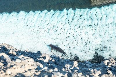 Antarctica seal