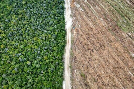 Ravaged: an aeriel view of cleared and natural forest side by side on one of the Borneo plantations
