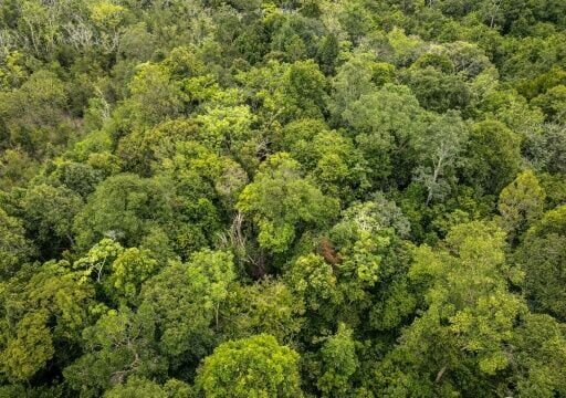 The rainforest in Indonesia's Central Kalimantan Province is home to endangered orangutans