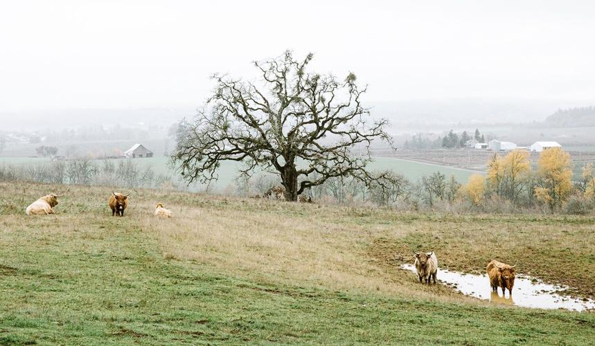 Soter cows