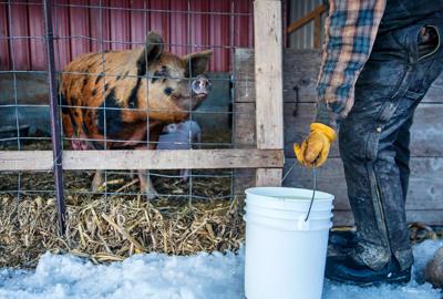 Whey beyond cheese: Sustainability boosts nutrition on & off the farm