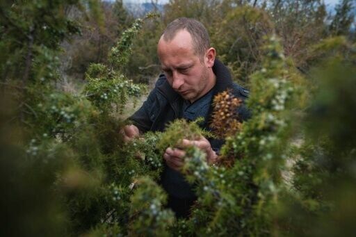 Picker Slobodan Velickovic inspects bushes