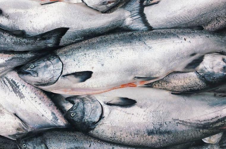 King salmon