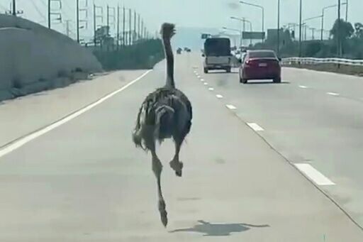 The six-month-old ostrich 'looked afraid and panicked', says a motorist who took a video of the big bird on a Thai highway