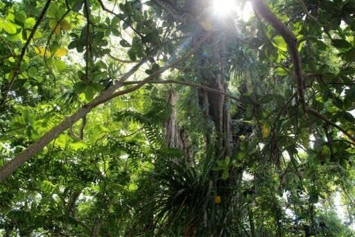 Lack of funding for conservation projects, disregard for government regulations and the need to clear land for farming means that logging is common