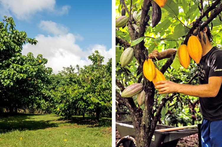 Lydgate cacao trees