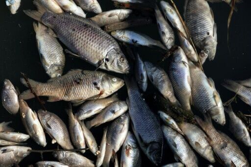 A massive fish die-off in Iraq has left farmers worried