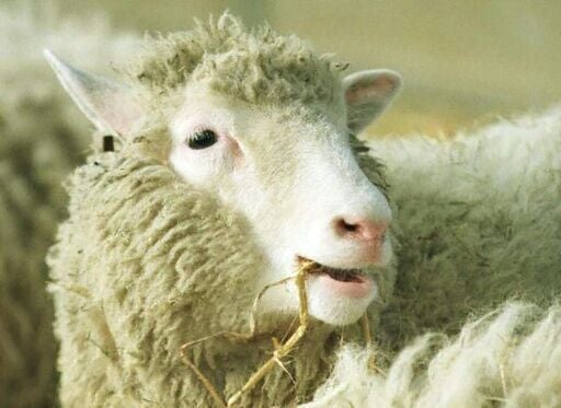 Dolly the Sheep was the first mammal ever cloned