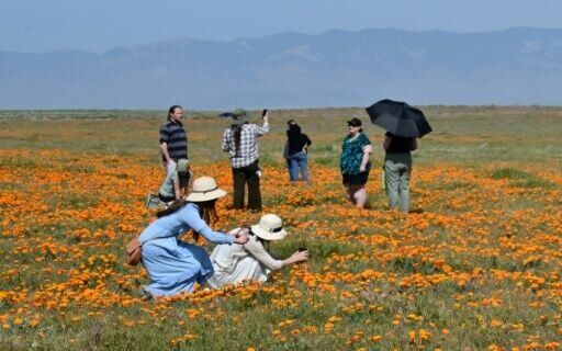 Locals and tourists enjoy the hillsides around Southern California when they burst into colour during the Spring