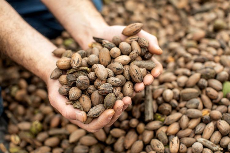 Pecans in hand