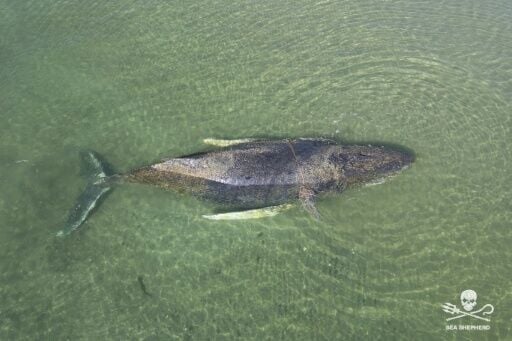 Some worry about what Timmy's epic struggle says about a nation's collective psyche