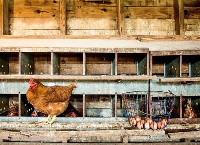 Photo story: Free-range chickens ensure freshness and flavor