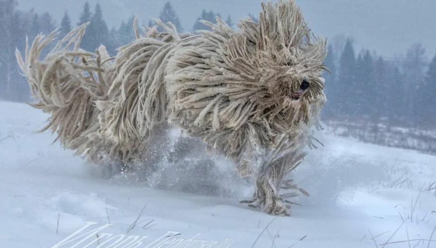 komondor.webp