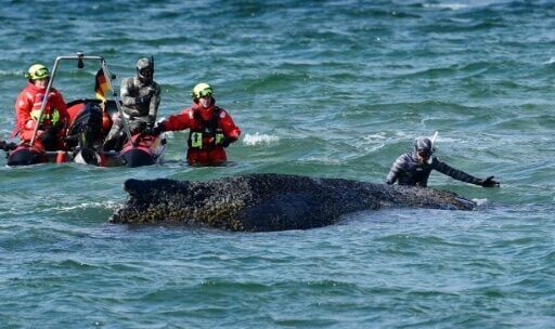 Divers and helpers try to rescue a stranded humpback whale on March 26, 2026 before it managed overnight to swim into deeper waters